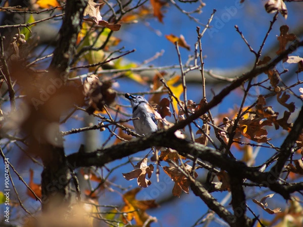 Obraz Bluejay Eating Berry