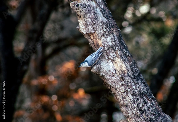 Obraz White-Breasted Nuthatch