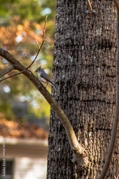 Obraz Tufted Titmouse