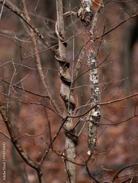 Obraz Vine strangling tree