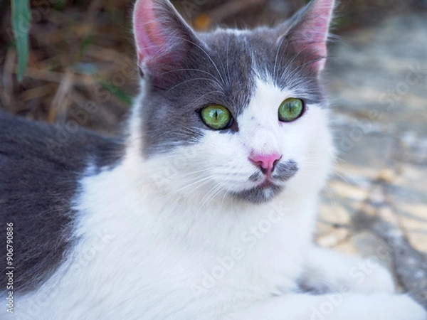 Fototapeta Closeup portrait of a beautiful non-pedigree tabby white and grey cat with bright green eyes and pink ears and nose having rest outdoors.