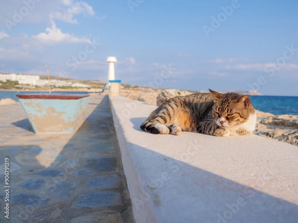 Fototapeta Non-pedigree tabby striped cat with closed eyes having rest and relaxing at the sea promenade in Ayia Napa. Lighthouse and blue water on horizon.