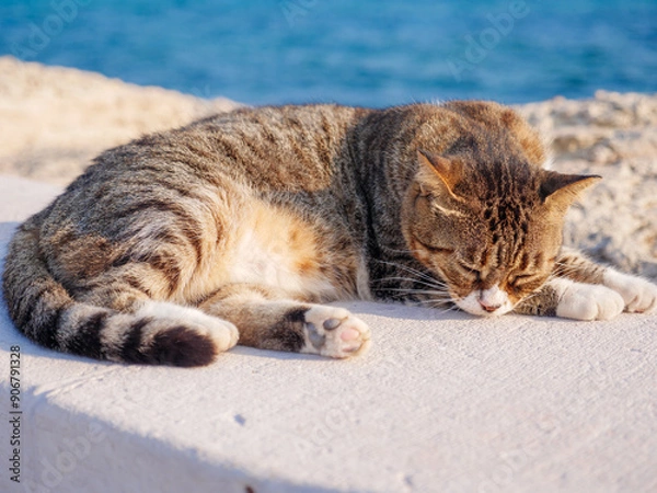Fototapeta Non-pedigree tabby striped cat with closed eyes having rest and relaxing at the sea promenade in Ayia Napa.