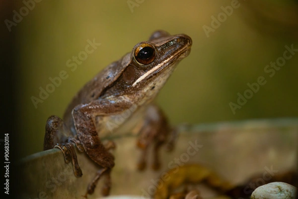Fototapeta Common tree frog (polypedates leucomystax) on a plant pot edge, natural bokeh background