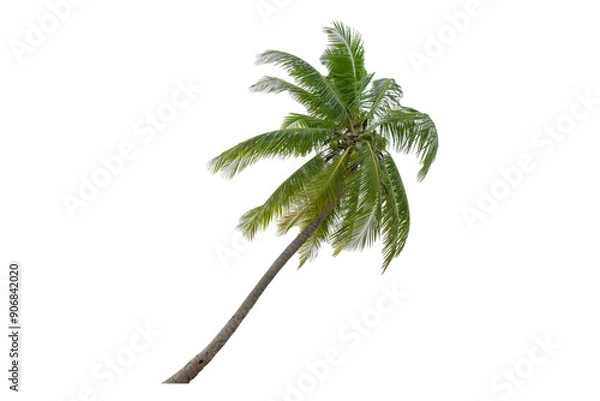 Fototapeta Coconut palm tree isolated on transparent background. PNG File,  Coconut trees blowing   in the sea ,