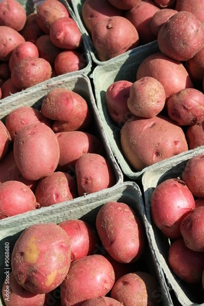 Obraz Young Red Potatoes