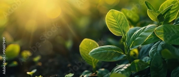 Fototapeta A coin nestled beside a thriving plant symbolizes financial growth under the warm sunlight filtering through the leaves, creating a banner with copy space for inspiring messages