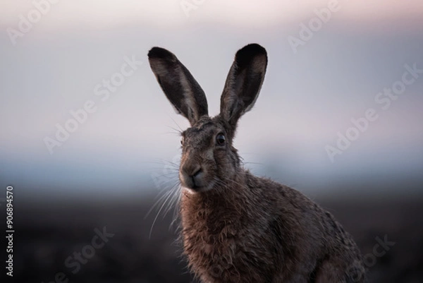 Obraz European hare, Lepus europaeus, a mammal of the Leporidae family. Very cute animal, very long ears. A herbivorous mammal with beautiful fur and long ears.