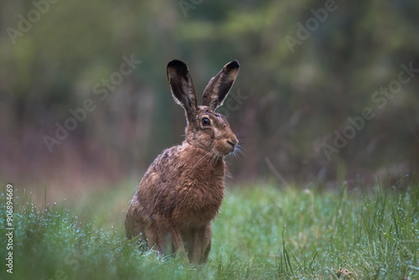 Obraz European hare, Lepus europaeus, a mammal of the Leporidae family. Very cute animal, very long ears. A herbivorous mammal with beautiful fur and long ears.