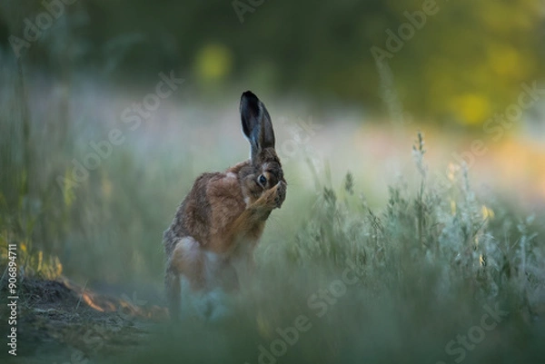Obraz European hare, Lepus europaeus, a mammal of the Leporidae family. Very cute animal, very long ears. A herbivorous mammal with beautiful fur and long ears.