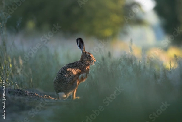 Obraz European hare, Lepus europaeus, a mammal of the Leporidae family. Very cute animal, very long ears. A herbivorous mammal with beautiful fur and long ears.