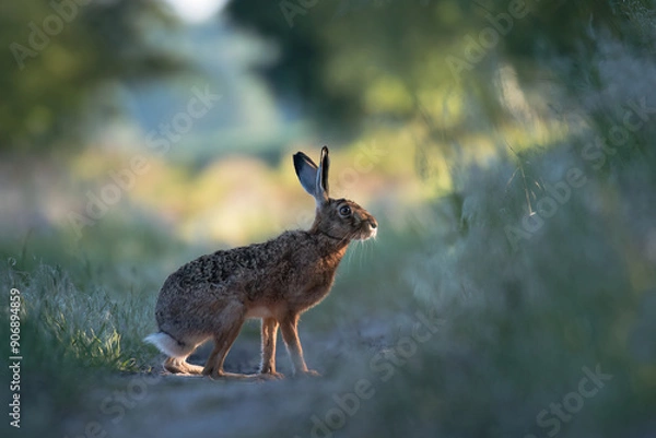 Obraz European hare, Lepus europaeus, a mammal of the Leporidae family. Very cute animal, very long ears. A herbivorous mammal with beautiful fur and long ears.