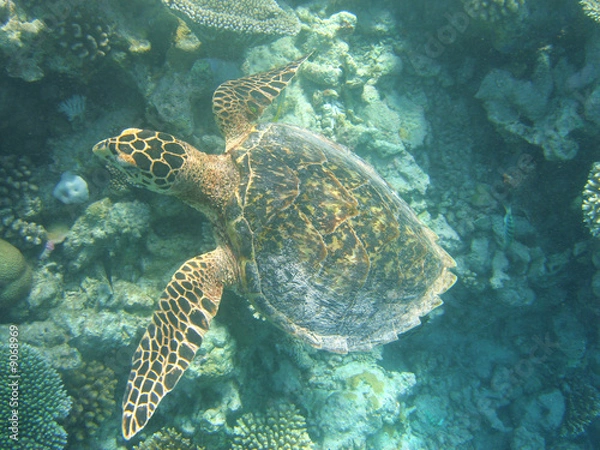 Fototapeta Schildkröte