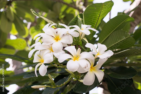 Obraz The white Frangipani