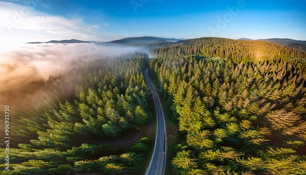 Fototapeta Winding road through dense pine forest, morning mist creating a mystical atmosphere; aerial shot from the drone, top view