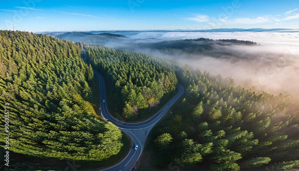Fototapeta Winding road through dense pine forest, morning mist creating a mystical atmosphere; aerial shot from the drone, top view