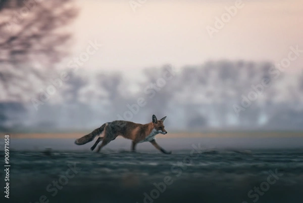 Obraz A fox (Vulpes vulpes) running across a cultivated field at sunrise. The photo captures the wildness and beauty of nature, showcasing the fox in its natural habitat during a morning run.