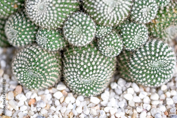 Fototapeta cactus closeup