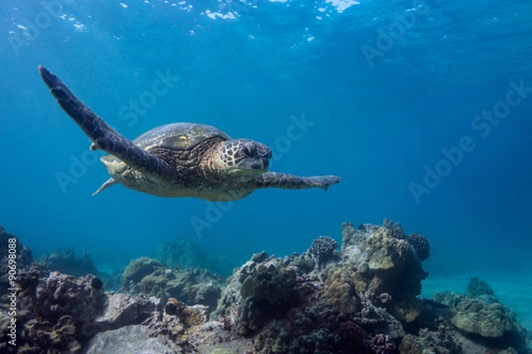 Obraz Turtle Gliding