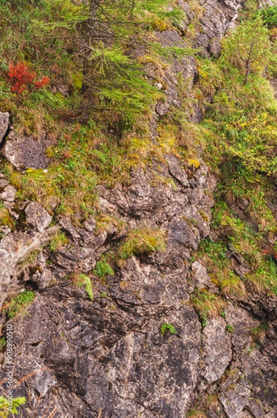 Obraz mountain cliff with vegetation and pine trees