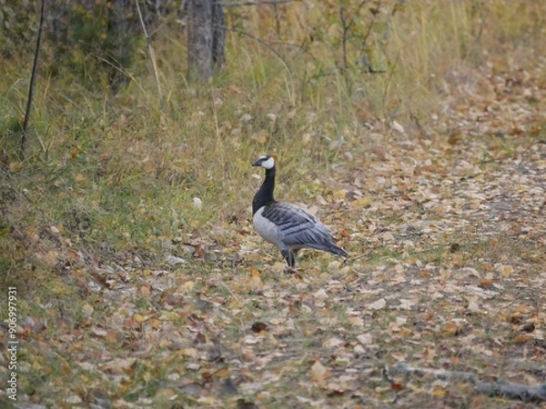 Fototapeta A large barnacle goose on a forest path on a cloudy autumn day against the background of fallen orange foliage. A black and gray large wild bird is resting after a long flight.