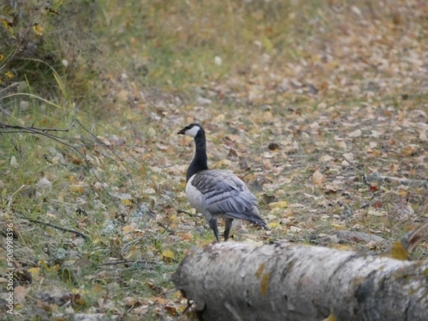Fototapeta A large barnacle goose on a forest path on a cloudy autumn day against the background of fallen orange foliage. A black and gray large wild bird is resting after a long flight.