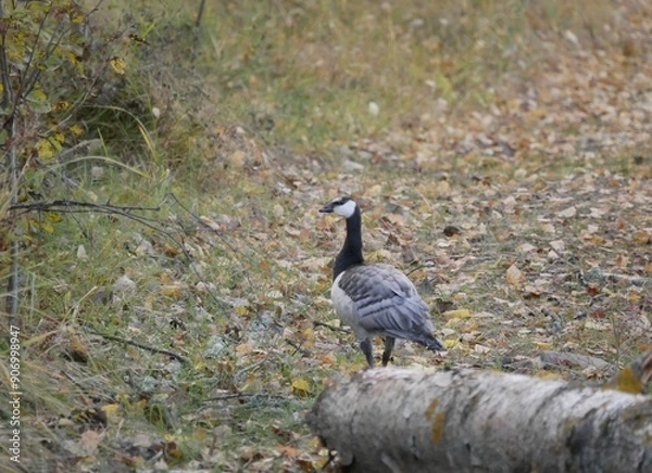 Fototapeta A large barnacle goose on a forest path on a cloudy autumn day against the background of fallen orange foliage. A black and gray large wild bird is resting after a long flight.