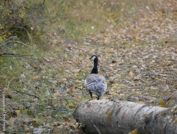 Fototapeta A large barnacle goose on a forest path on a cloudy autumn day against the background of fallen orange foliage. A black and gray large wild bird is resting after a long flight.