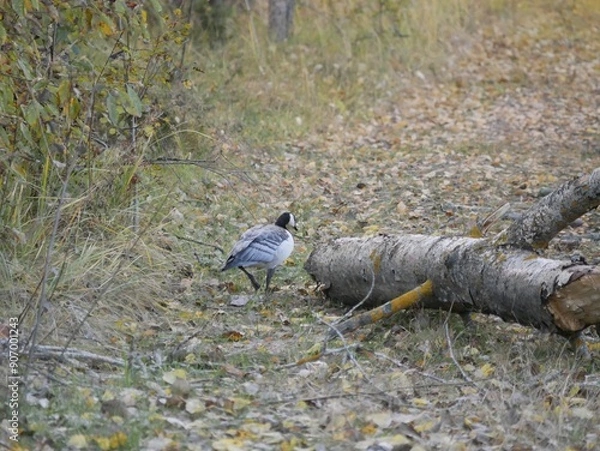 Fototapeta A large barnacle goose on a forest path on a cloudy autumn day against the background of fallen orange foliage. A black and gray large wild bird is resting after a long flight.