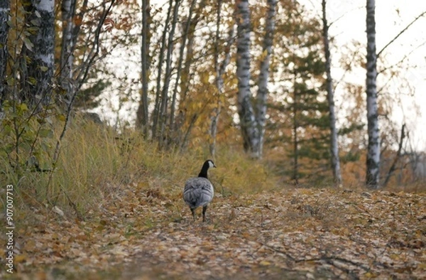 Fototapeta A large barnacle goose on a forest path on a cloudy autumn day against the background of fallen orange foliage. A black and gray large wild bird is resting after a long flight.