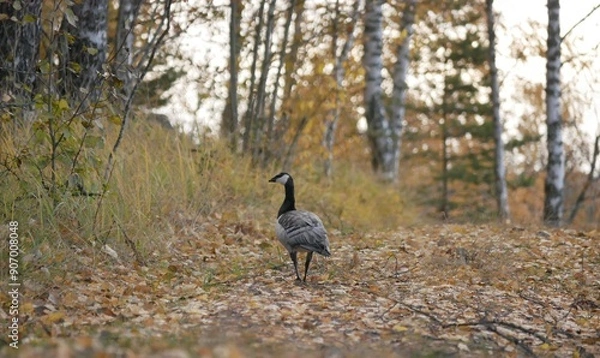 Fototapeta A large barnacle goose on a forest path on a cloudy autumn day against the background of fallen orange foliage. A black and gray large wild bird is resting after a long flight.
