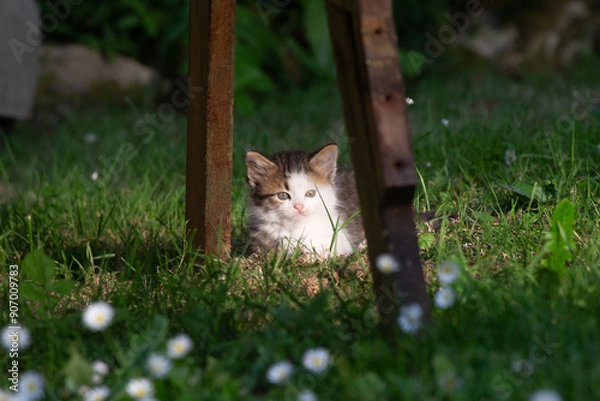 Obraz Kitten Resting Under a Wooden Table