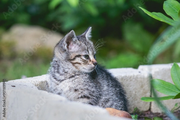 Fototapeta Kitten Sitting in a Concrete Planter