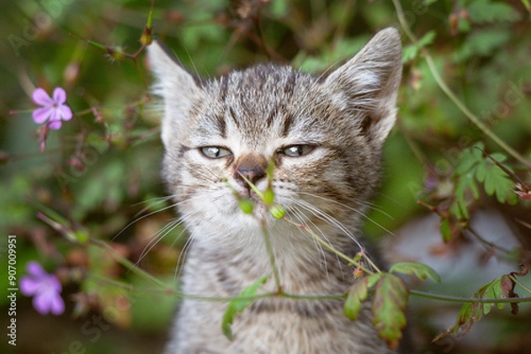 Fototapeta Curious Kitten in the Wild Garden