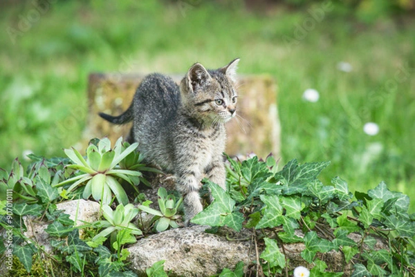 Obraz  Kitten Observing the Garden from a Rock