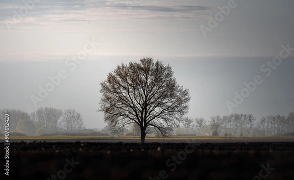 Obraz The mighty sessile oak, cornish oak, durmast oak, quercus petraea, stands on the edge of a farmland. A very large, majestic tree, a natural monument, a tree under protection.