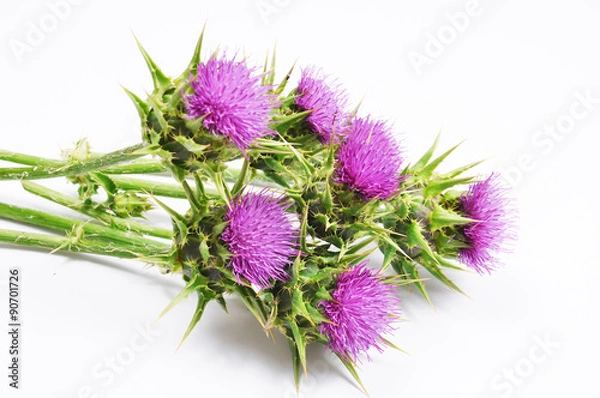 Obraz Milk Thistle