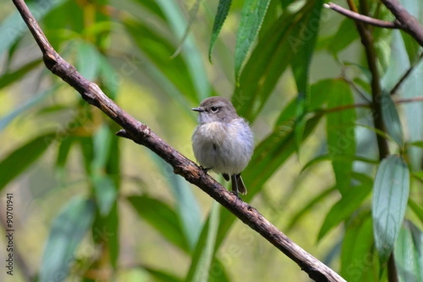 Obraz Oiseau blanc, Réunion
