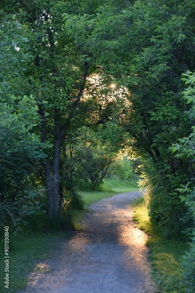 Obraz path in the woods