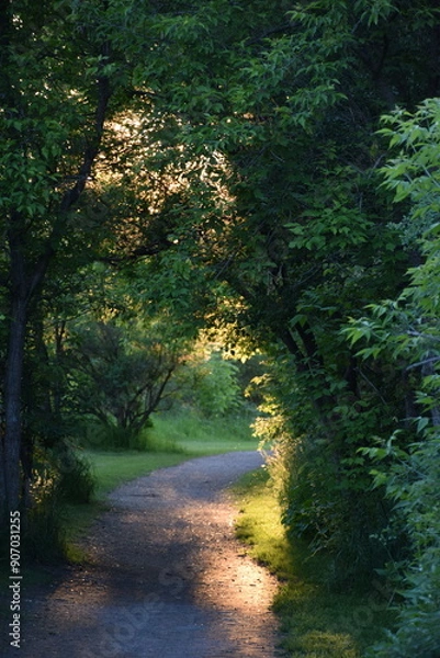 Obraz path in the forest