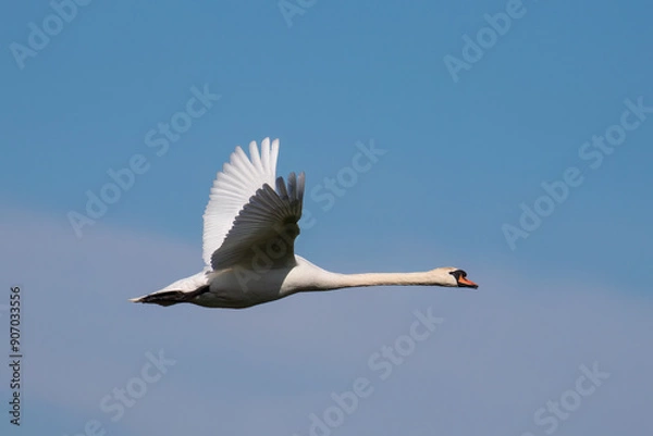 Obraz The swan, Cygnus olor, flying against the sky - Barycz Valley. One large bird in the sky, a loner in the air, a symbol of freedom and independence, one of the largest birds in the world