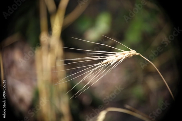 Obraz flowers garden 