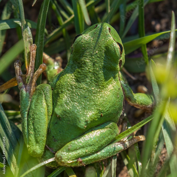 Obraz European tree frog (Hyla arborea) in the grass, green frog in the reeds nature reserve