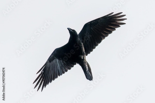 Obraz Common Raven (Corvus corax) in flight, a large bird with long wings soars into the air, flight over a nature reserve
