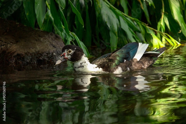 Fototapeta Duck and its reflection in the water of a lake in the middle of nature.