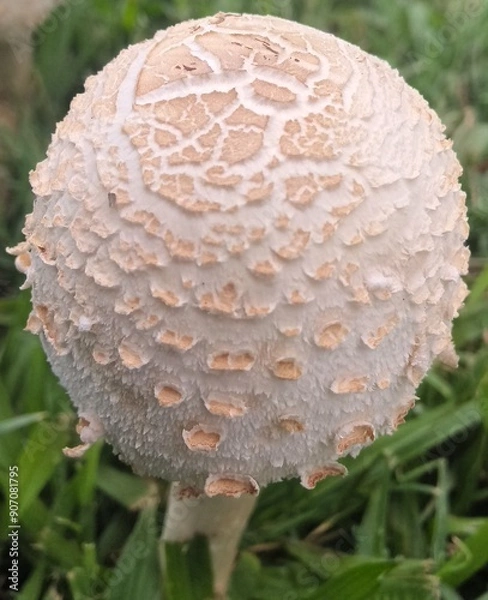 Obraz mushroom in the forest