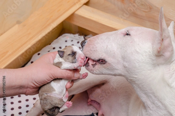 Obraz Bull terrier puppy playing with its mother in a wooden box