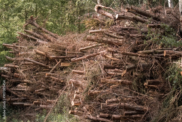 Obraz A pile of branches (Frangula alnus) after forest logging, stacked in tall heaps along the side of a forest road. The thick branches create a raw, sensual landscape of nature after human intervention.