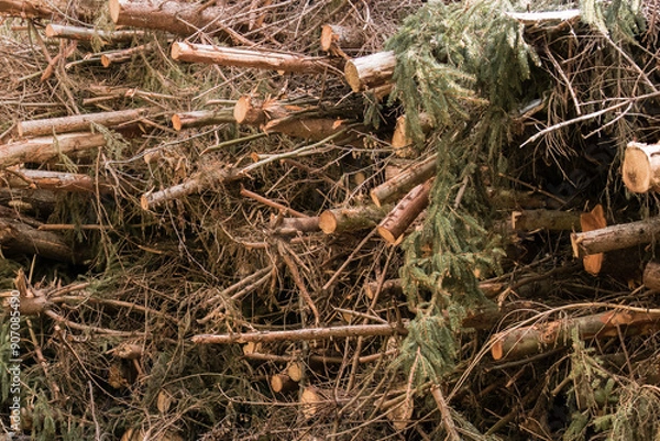 Obraz A pile of branches (Frangula alnus) after forest logging, stacked in tall heaps along the side of a forest road. The thick branches create a raw, sensual landscape of nature after human intervention.