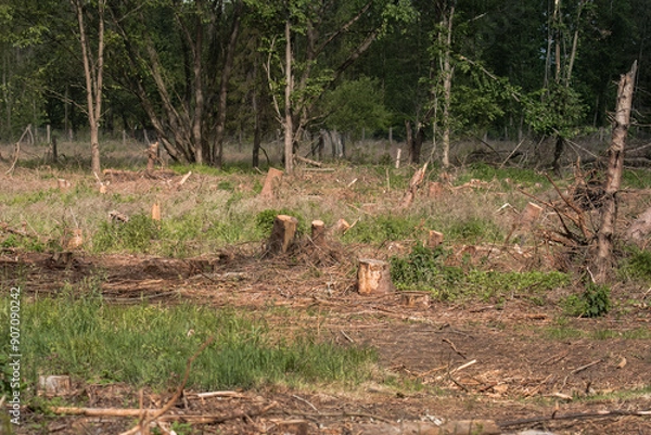 Obraz In a small forest after a tree felling, only the cut stumps remain, reminding of the recent life. Among them, green grass grows, contrasting with the gray of the felled trunks. (Pinus sylvestris, Quer